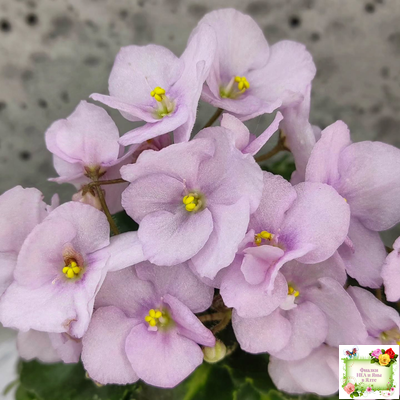 Morgan's Ivy League (C.Eros) (пестролистный гёрл)