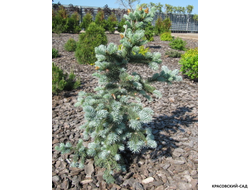 Ель колючая Ольденбург