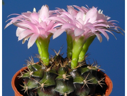 Gymnocalycium anisitsii VoS-028 (Германия) - 5 семян