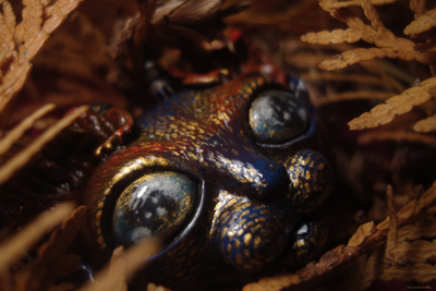 "Шуршащий Вихрябрррь". Коллекционная брошь с котом в стиле фэнтези