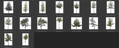 Деревья летние хвойные