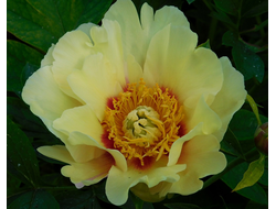 Пион Prairie Charm (Прейри Шарм) ИТО