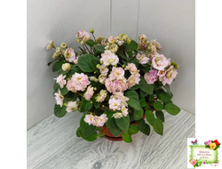 Pink Mint (S.Sorano) трейлер (пасынок срез)