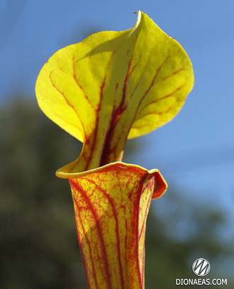 Sarracenia Flava var. Rubricorpora