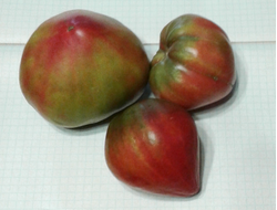 Семена томата Тайга от интернет-магазина УралТомат