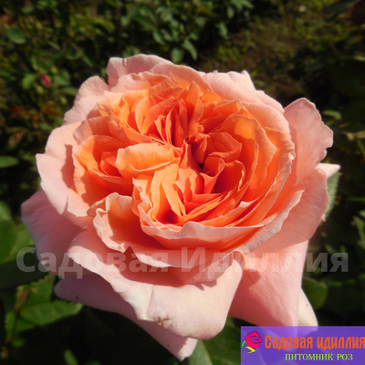 Амур Де Молен (Amour de Molene)