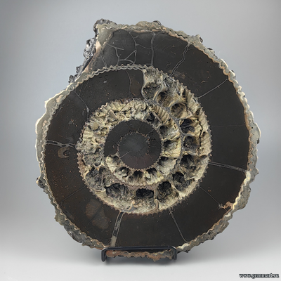 Аммонит, пирит, полированный срез с подставкой. Россия. 290*270*57мм