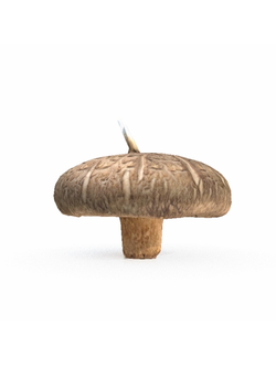 грибы Гриб моховик