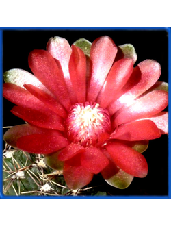 Gymnocalycium baldianum P 127