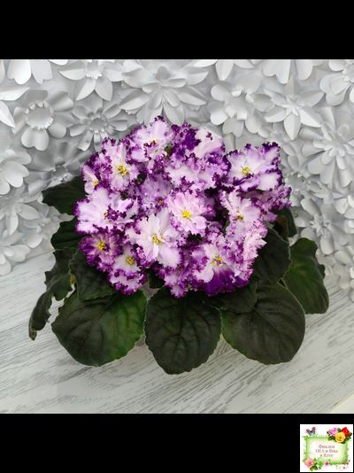 БР-Осирис (С. и Н. Буркацкие) 2022 г.