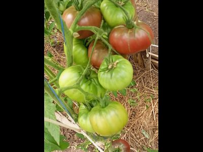 Томат Париж (Paris)