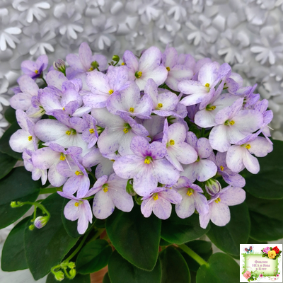 Белый Клоун (Е. и Я. Немчиновы) 2025 г. трейлер