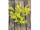Береза карликовая Голден Трэже (Betula x plettke Golden Tresure), 0,5 л