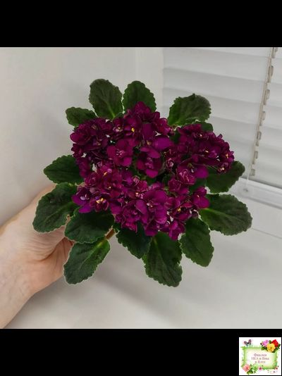 Jolly Fire (H.Pittman) (9715) 01/15/2007