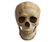 череп человека, человеческий череп, черепок, кость, зубы, skull, голова, мертвец, останки, скелет