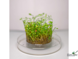 MARSILEA CRENATA/ МАРСИЛИЯ КРЕНАТА (меристемная)