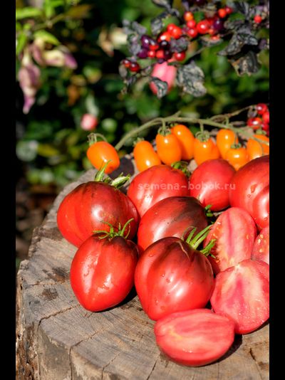 Томат Бронзовые Носики Сержанта Пеппера, 10 шт