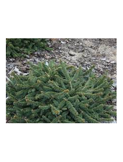 Ель обыкновенная Прокумбенс