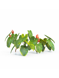 тропические Антуриум anthurium