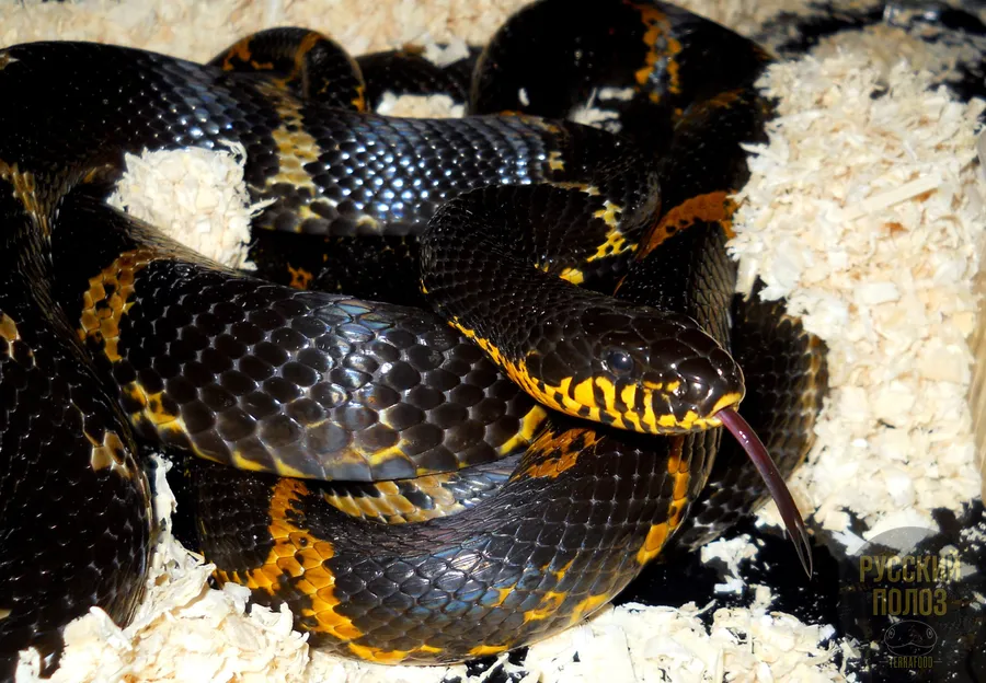 Амурский полоз, Полоз Шренка, Русский полоз, Elaphe shrenckii