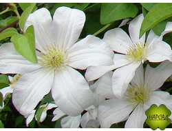 КЛЕМАТИС КРУПНОЦВЕТКОВЫЙ "ХАЛДАИН"