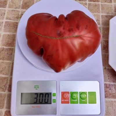 Томат Кудрявый Морателла (Rizado de Morratella )