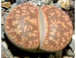 Lithops gesinae (Литопс Джесин)