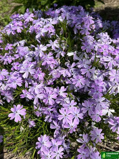 Флокс шиловидный "Г.Ф.Вилсон"