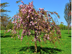 Malus pendula (плакучая форма) (ябл. декор.)