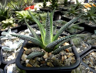 Haworthia attenuata v.radula - розетка с корнями (Голландия)