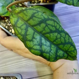 14/02/2025 hoya callistophylla No.2