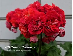 Пеларгония Танго Ревность