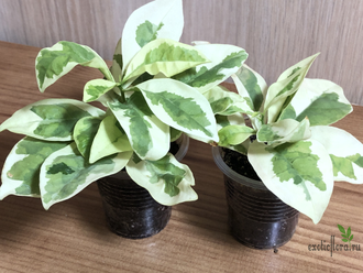 Brunfelsia latifolia compacta variegata