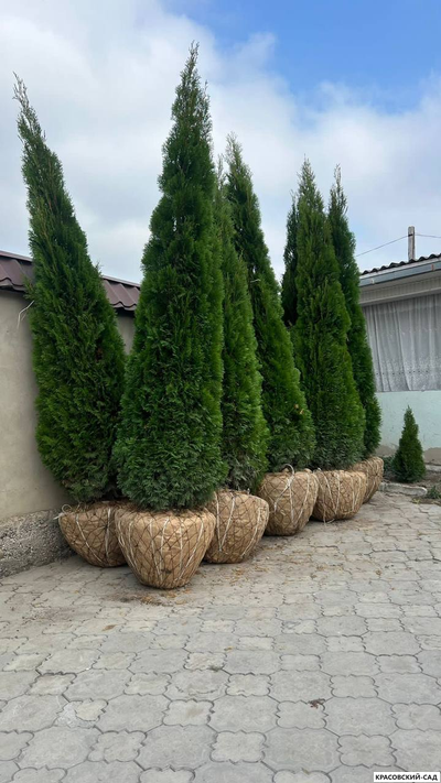 Туя Смарагд - Smaragd