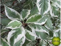 ДЕРЕН "ИВОРИ ХАЛО" Р9