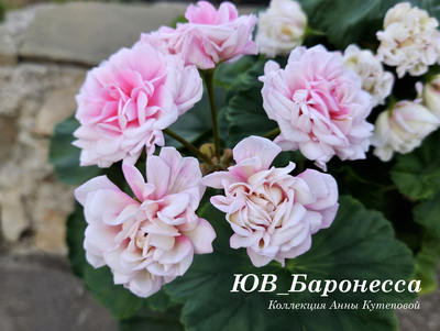 Пеларгония ЮВ_Баронесса