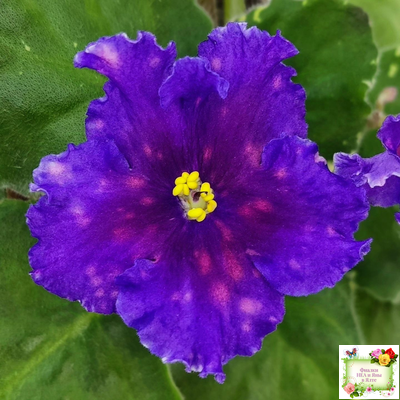 Nik-Сокровище Каравана (Н. Булко) 2022 г. (сортовой стартер)