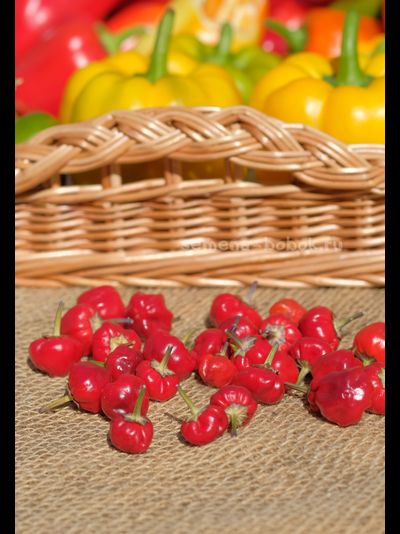 Перец острый Purple Pumpkin (Фиолетовая тыковка), 10 шт