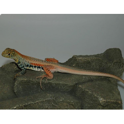 Агама-бабочка пятнистая (Leiolepis guttata)