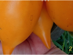 Томат Оранжевая прогулка (Orange walk)