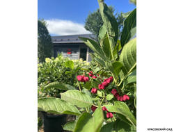 Бересклет Европейский - Euonymus europaeus