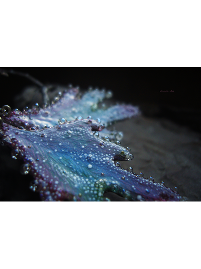 "Крылышки феи Рассветного сада", крупные серьги с капельками