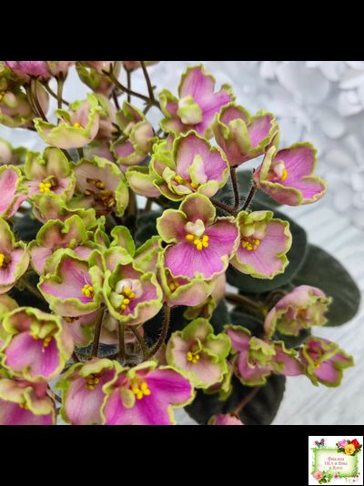 ЛЕ-Ярита (Е.Лебецкая) 2016 г.