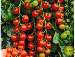 Томат "1000 и 2 помидорки" (высокорослый, урожайный)