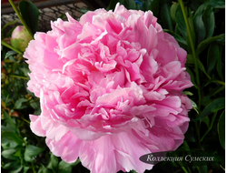 Пион Polonez (Полонез)