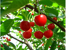 Заря Татарии(вишня)