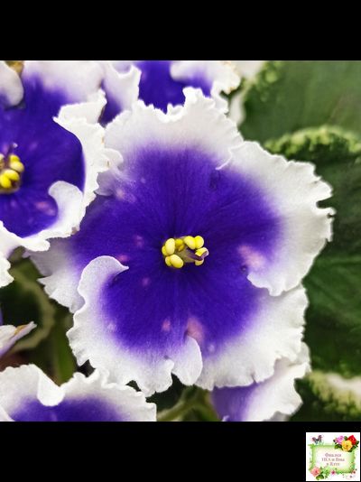 МТ-Магический Фонарик (М. Тотиева) 2023 г.