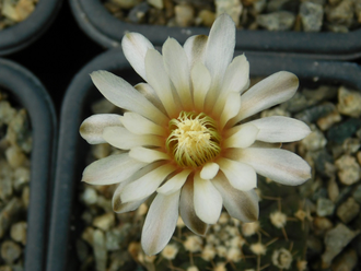 Gymnocalycium ragonesii (D=12-15 мм)