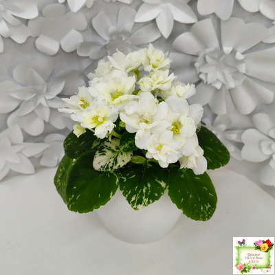 Adirondack Moon (S. Sorano) (детка)