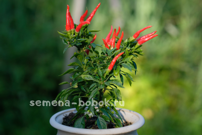 Перец сладкий  Яркие Лучи, 10 шт